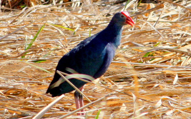 Qc — СB - xiaofang - ŵĲ