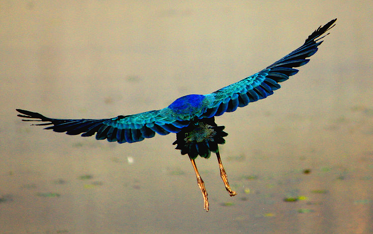 鶴慶 — 小鳥的天堂 - xiaofang - 舒放的博客 鶴慶 — 小鳥的天堂 - xiaofang - 舒放的博客