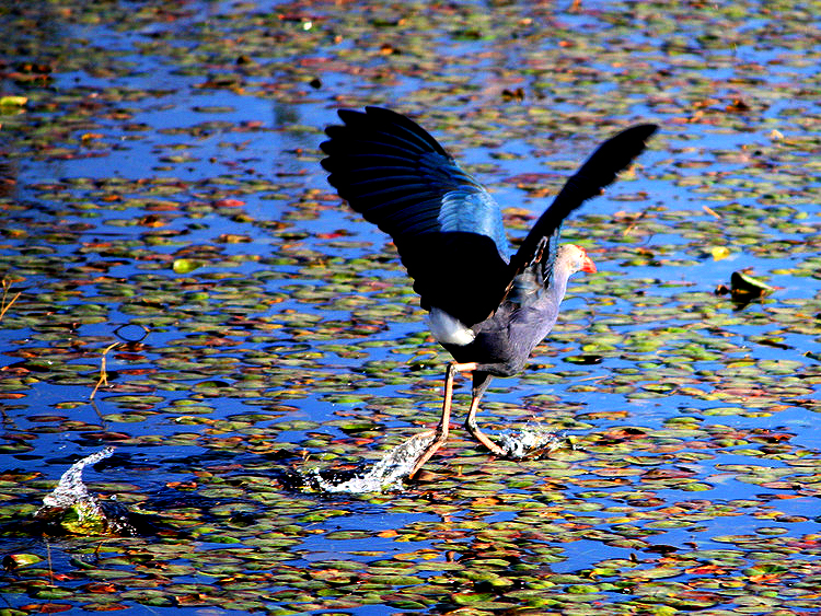 Qc — СB - xiaofang - ŵĲ